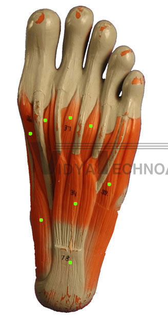 Leg Muscles: Plantar Surface